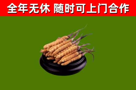 奈曼烟酒回收冬虫夏草.jpg